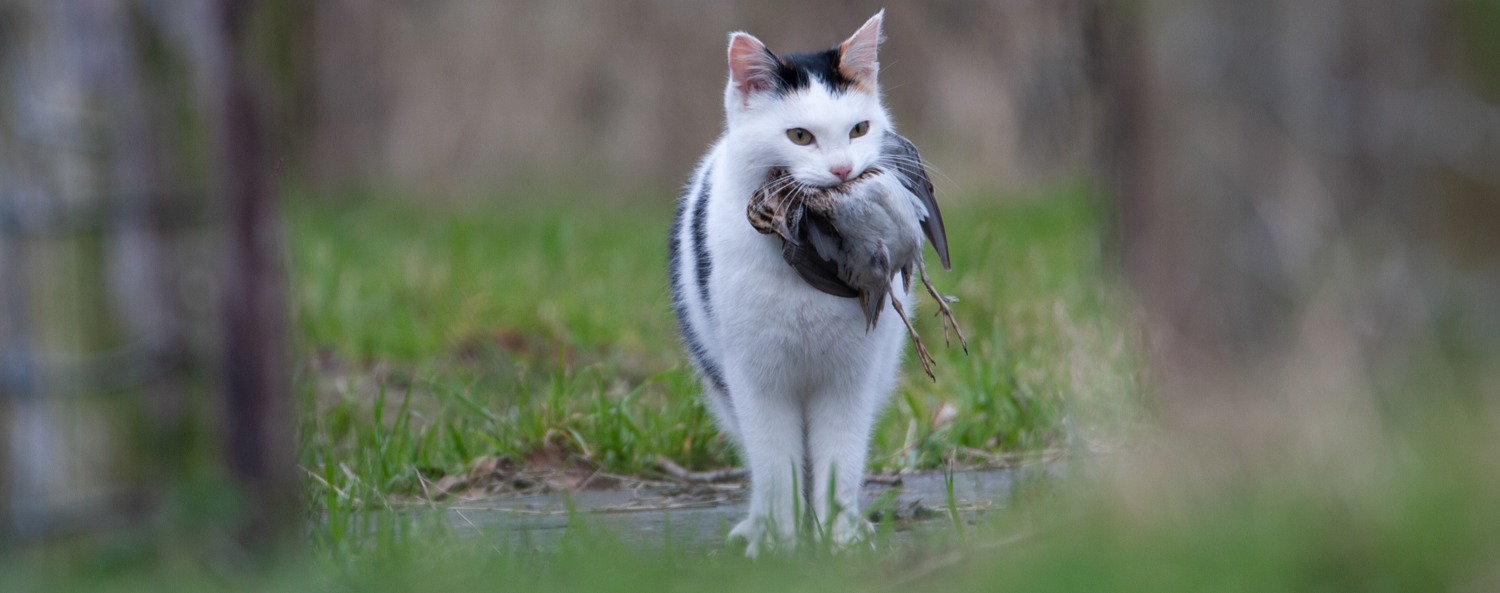 Kuikens in het land? Poes in de mand.