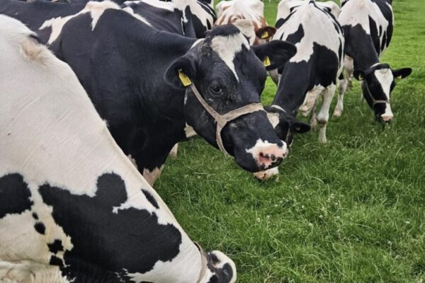 Afbeelding van WhatsApp op 2025-06-27 om 12.54.42_fe32e467 Afbeelding van WhatsApp op 2025-06-27 om 12.54.42_fe32e467