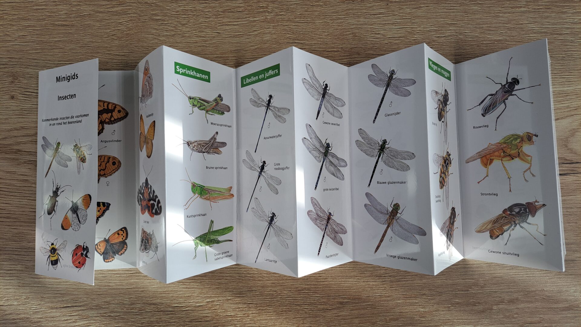 Minigids Insecten nu te bestellen