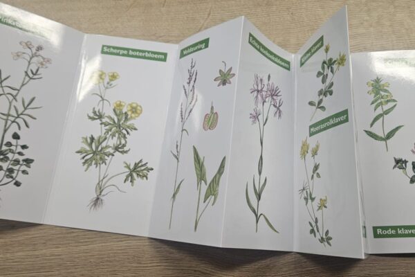 Natuurwijzer-wilde-planten-3