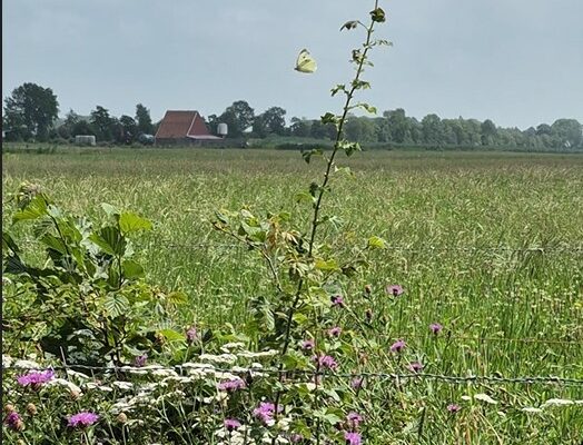 Schermafbeelding 2026-07-13 145008_3